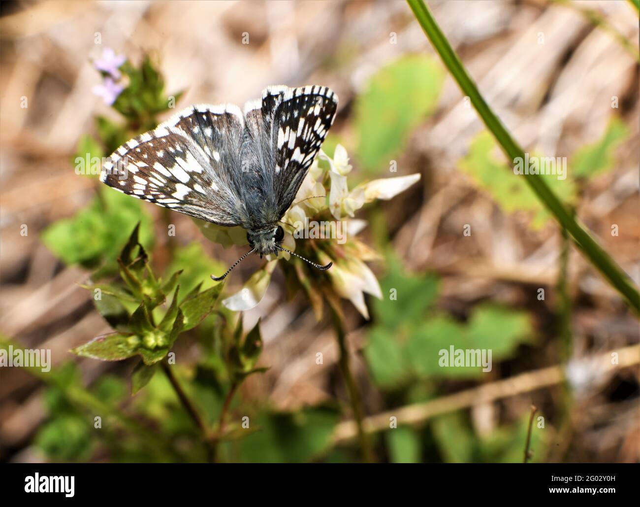 Ein weißer karierter Schmetterling tanzt herum und sammelt Nektar. Stockfoto