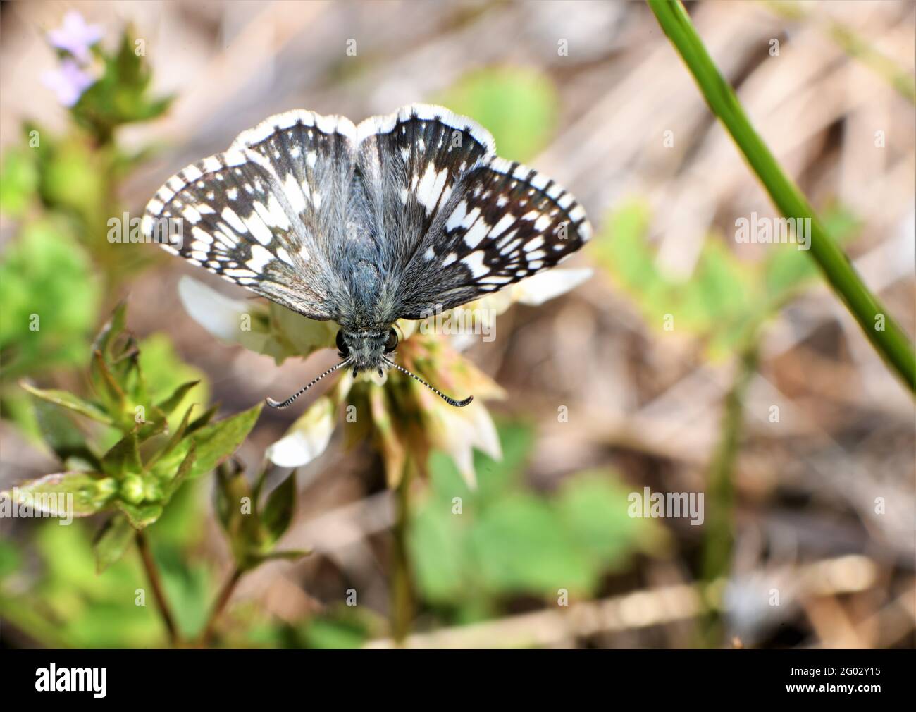 Ein weißer karierter Schmetterling tanzt herum und sammelt Nektar. Stockfoto