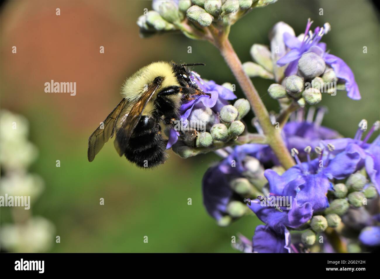 Hummel auf Glyzinie. Stockfoto