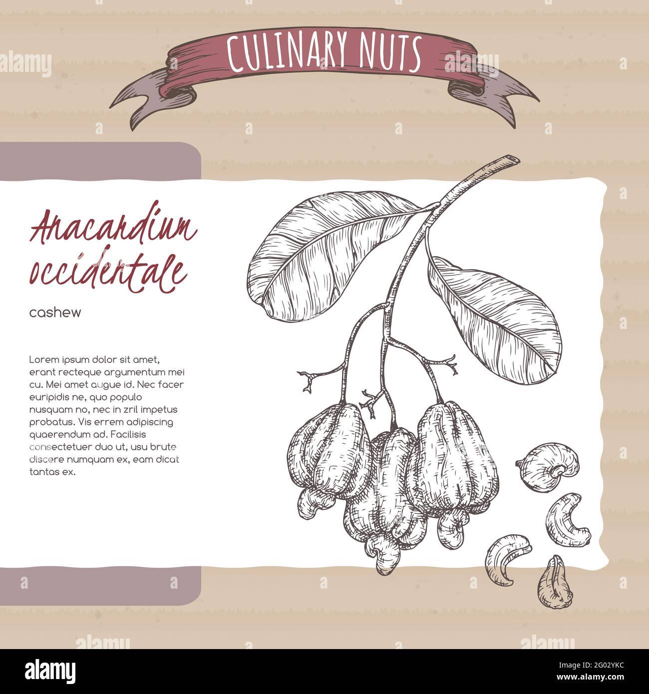 Anacardium occidentale aka Cashew Zweig und Nüsse Skizze auf Karton Hintergrund. Kulinarische Nüsse Serie. Stock Vektor