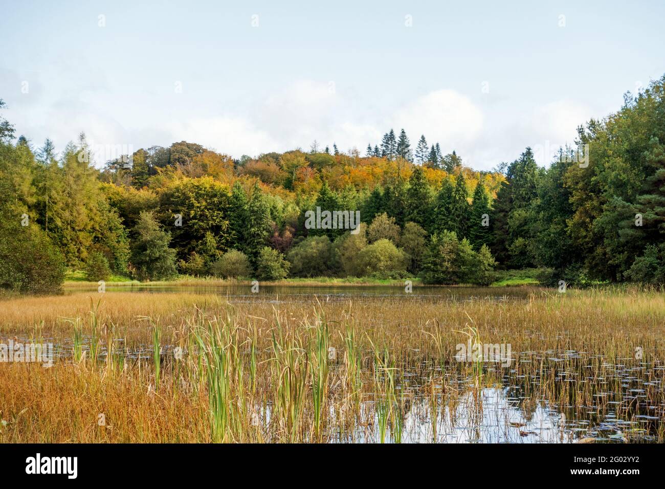 Barn Hill Lake im Rossmore Forest Park, County Monaghan, Irealnd in der Herbstsaison Stockfoto