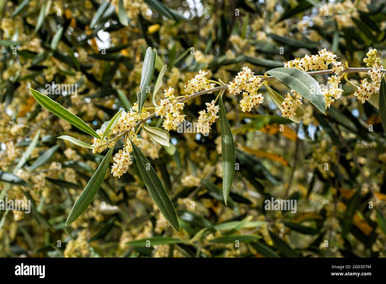 Nahaufnahme eines Olivenzweiges im Frühjahr in der Blütezeit. Traditionelle Landwirtschaft. Stockfoto