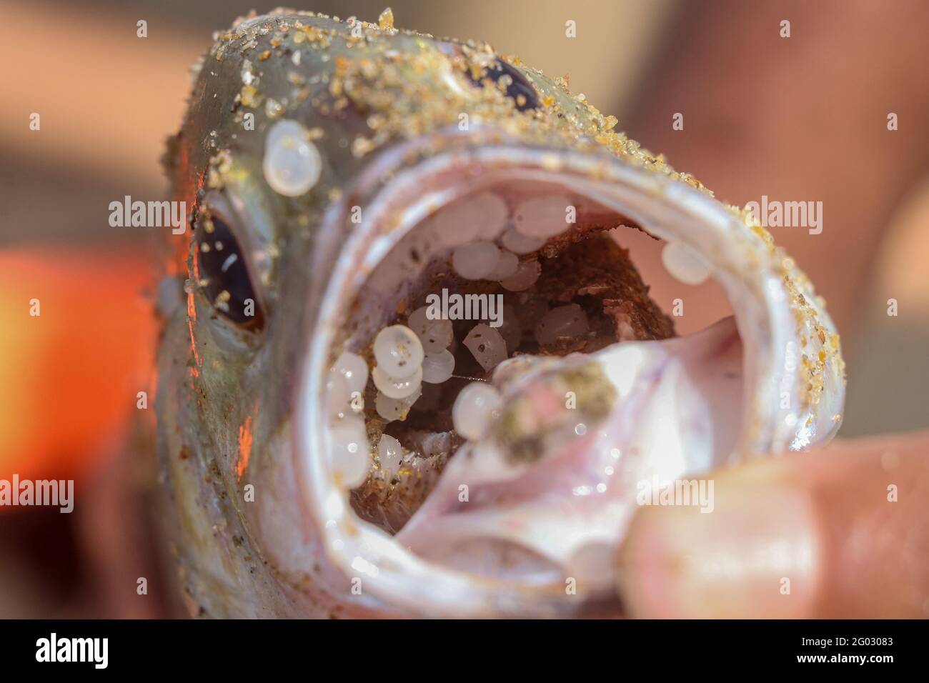 Colombo, Sri Lanka. Mai 2021. Ein toter Fisch, der am Strand in der Nähe von Wellawatta in Colombo an Land gewaschen wurde, dessen Mund mit Plastikmüll angeblich vom singapurischen Schiff MV X-Press Pearl, das letzte Woche in der Nähe des Hafens von Colombo in Brand geraten war, ins Meerwasser gelangt sein soll. (Foto: Saman Abesiriwardana/Pacific Press) Quelle: Pacific Press Media Production Corp./Alamy Live News Stockfoto