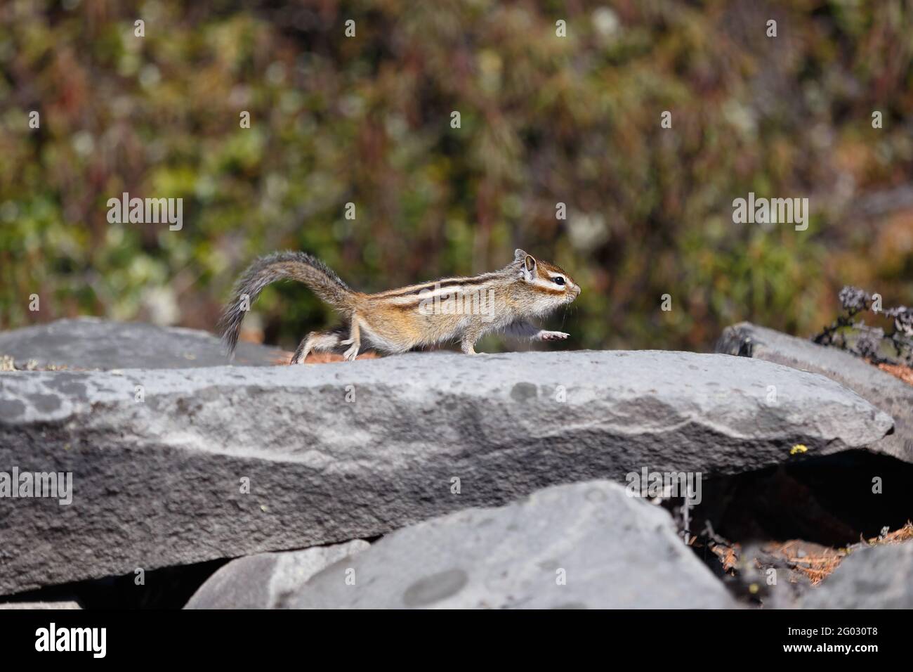 Ein kleiner Streifenhörnchen schleicht vorsichtig am grauen Stein entlang. Stockfoto