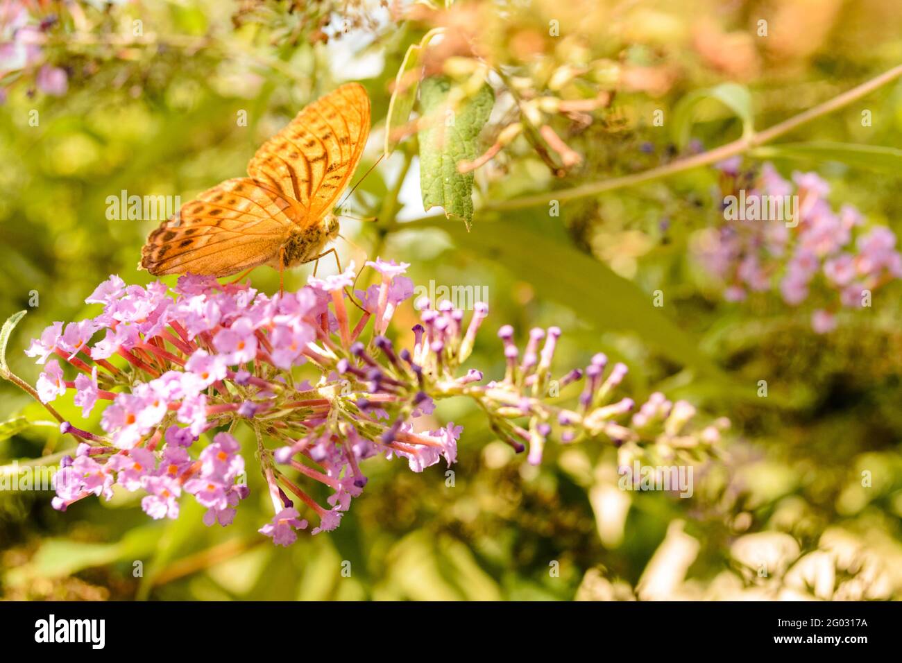 Königin von Spanien Fritillärer Schmetterling (Issoria lathonia) auf Blüte Stockfoto