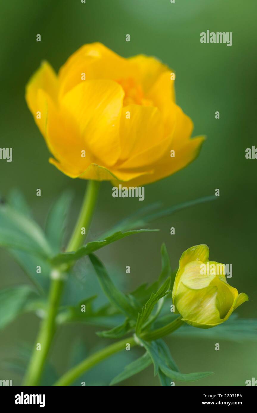 Chinesische globeflower (Trollius chinensis), Nahaufnahme, lokalen Fokus Stockfoto