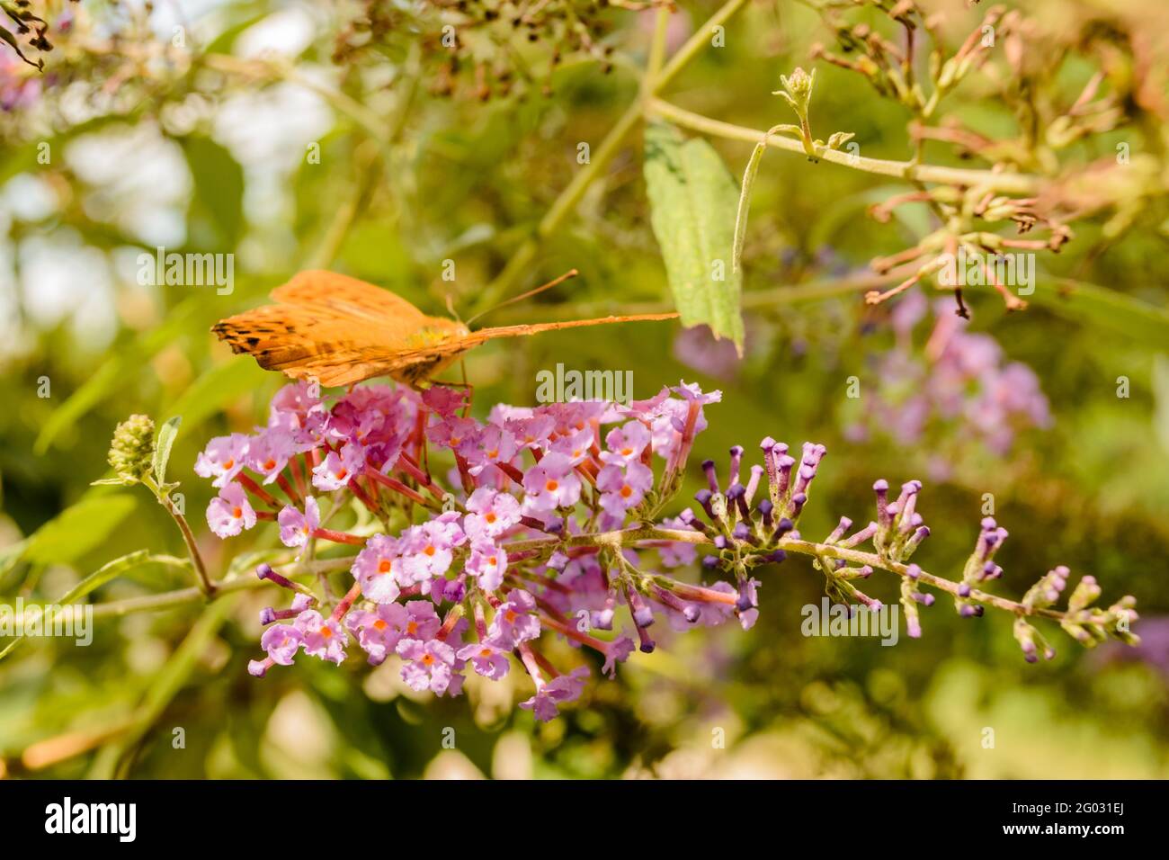 Königin von Spanien Fritillärer Schmetterling (Issoria lathonia) auf Blüte Stockfoto