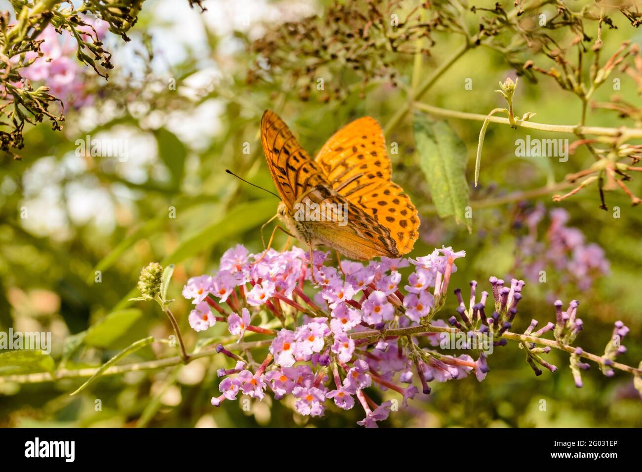 Königin von Spanien Fritillärer Schmetterling (Issoria lathonia) auf Blüte Stockfoto