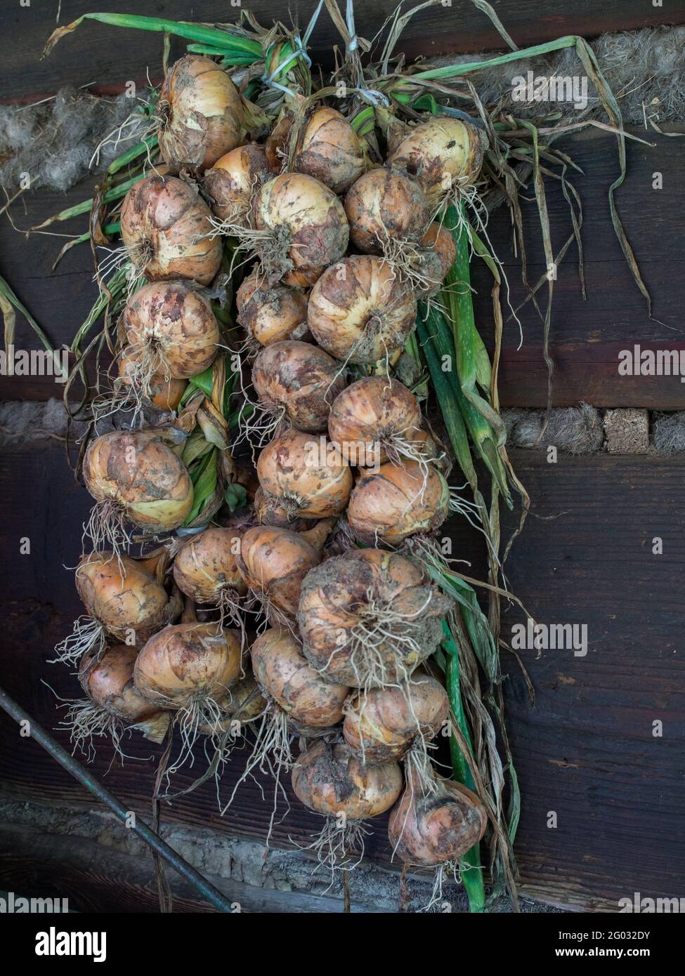 Zwiebelgeflecht trocknet an der Wand eines Holzblockhauses in der polnischen Landschaft, Osteuropa. Stockfoto