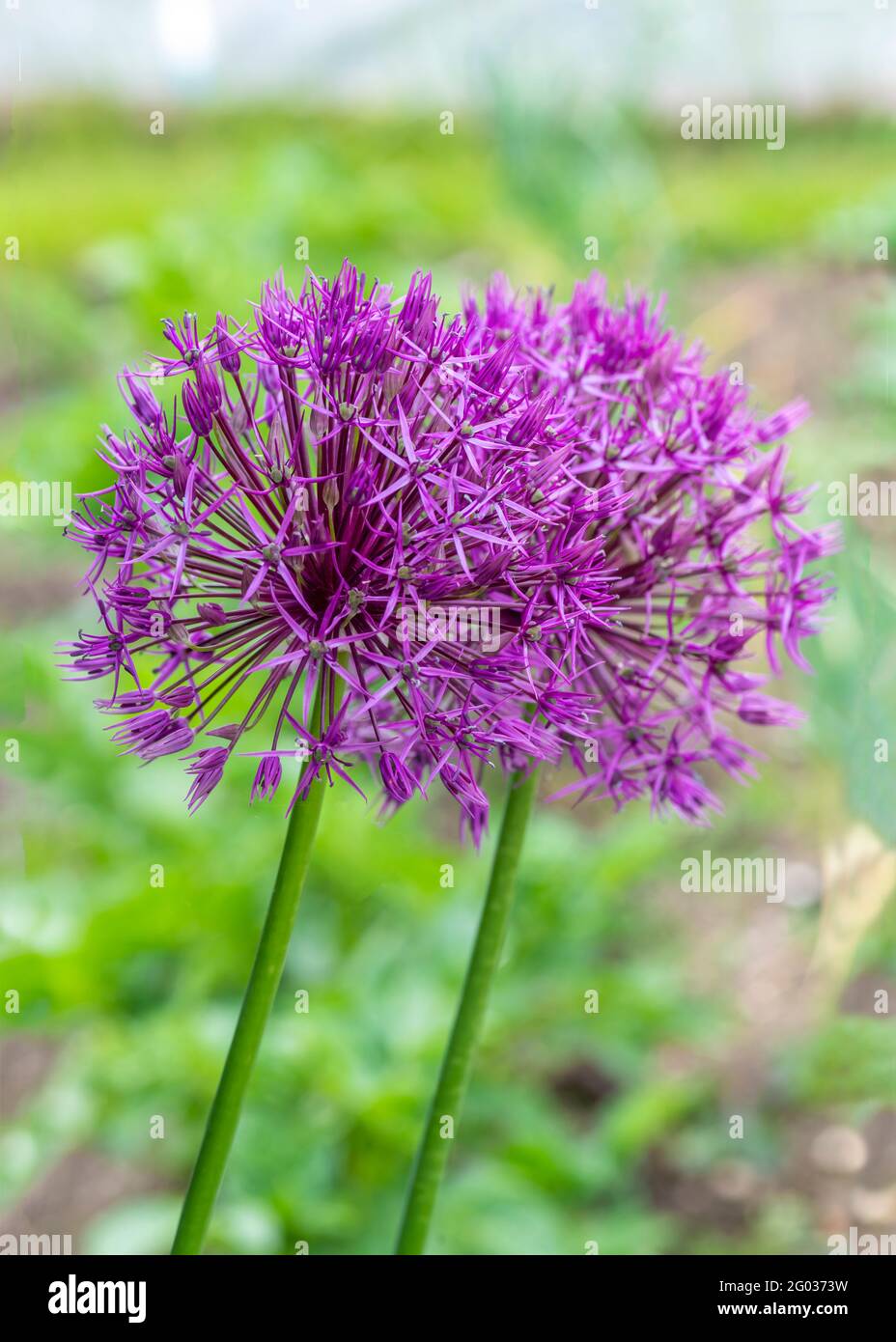Vertikales Bild eines Paares von puple allium christophii - Stern von Persien in Blüte, verschwommener Hintergrund copy Raum oben Stockfoto
