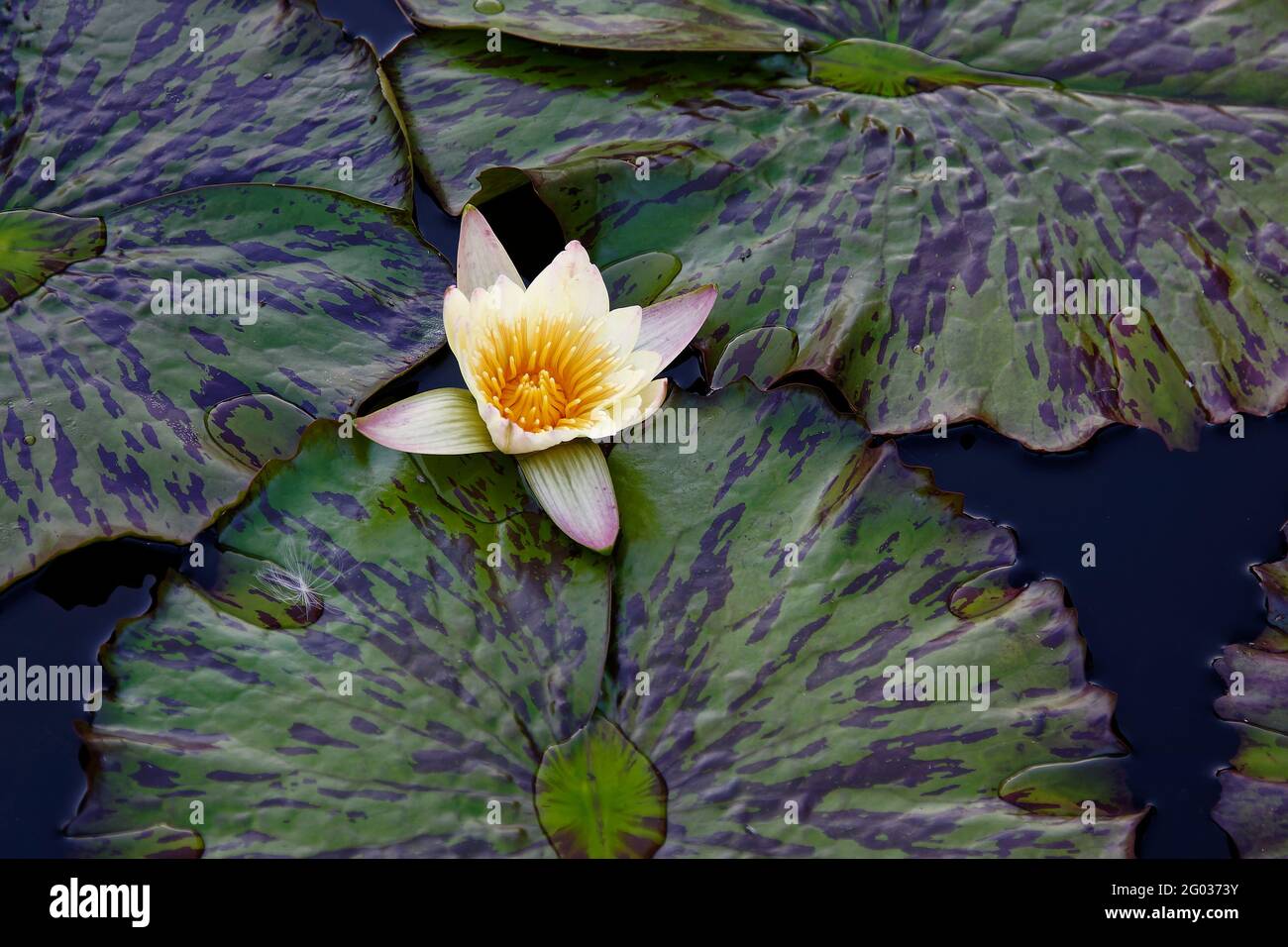 Seerose, blassgelb, dunkelgelbe Mitte, zweifarbige grüne Blätter, Nahaufnahme, Natur, kultivierte Blume, Stockfoto