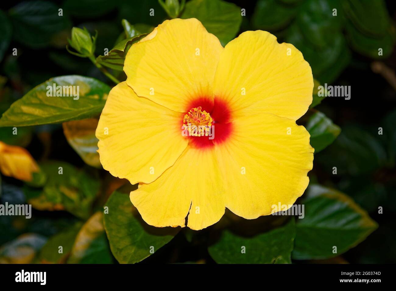 Gelber Hibiskus, Kulturblume, groß, hell, Nahaufnahme, Natur, Strauch, Malvaceae Familie Stockfoto