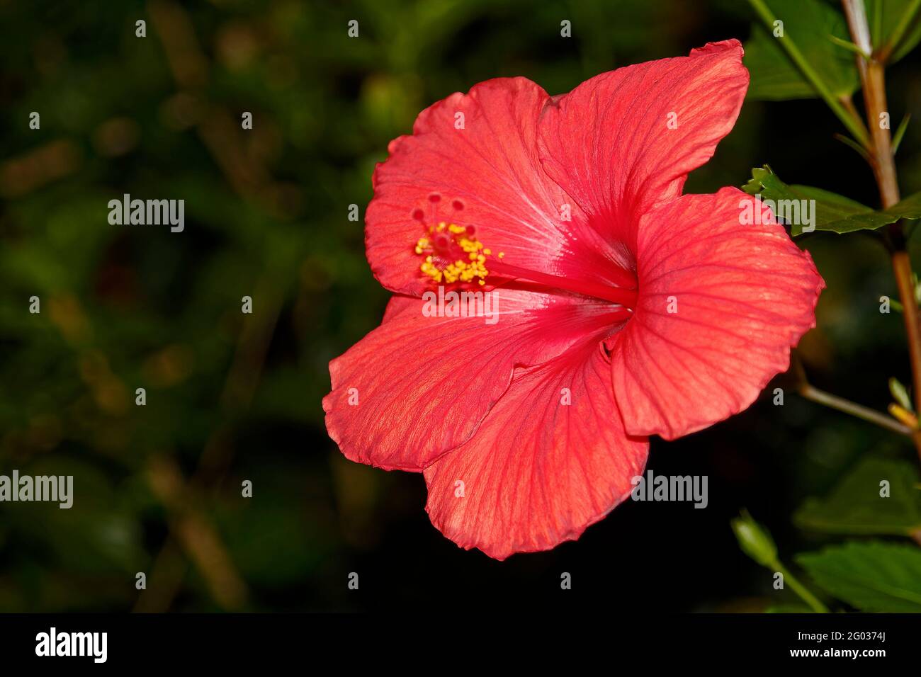 Lachsfarbe Hibiskus, kultivierte Blume, groß, Nahaufnahme, Natur, Strauch, Familie Malvaceae Stockfoto