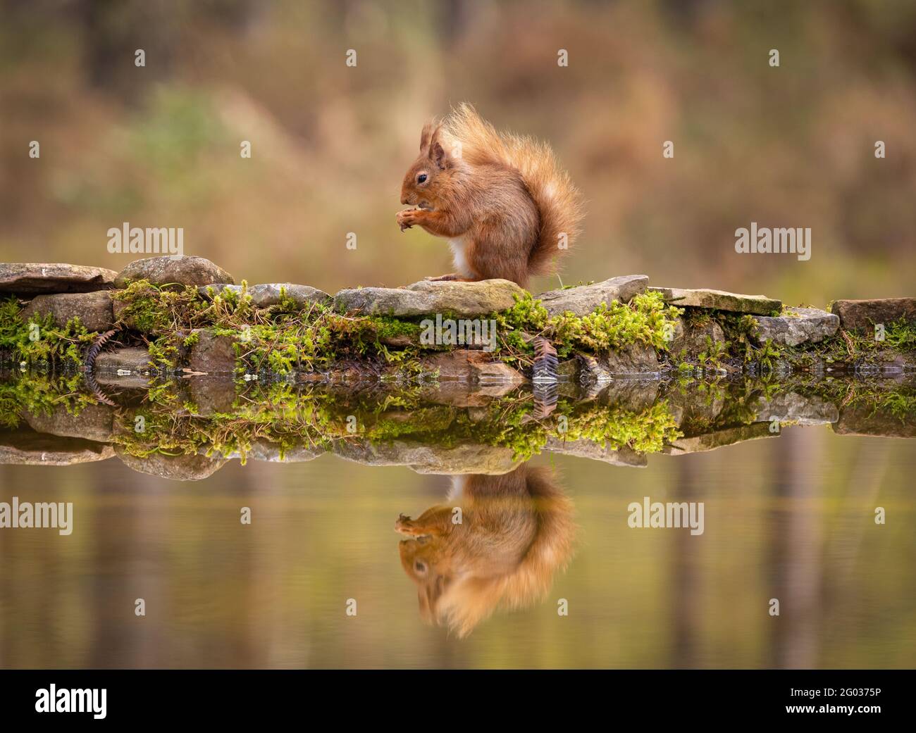 Red Squirrel in seinem natürlichen Lebensraum in Schottland Stockfoto