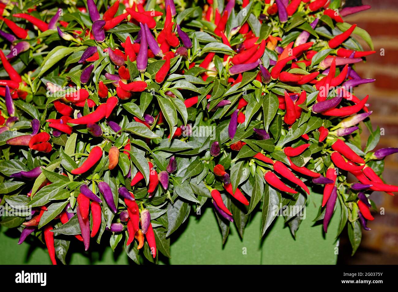 Paprika, rot, lila, grüne Blätter, hell, Bunt, Topfpflanze, Natur, Capsicum annuum Stockfoto