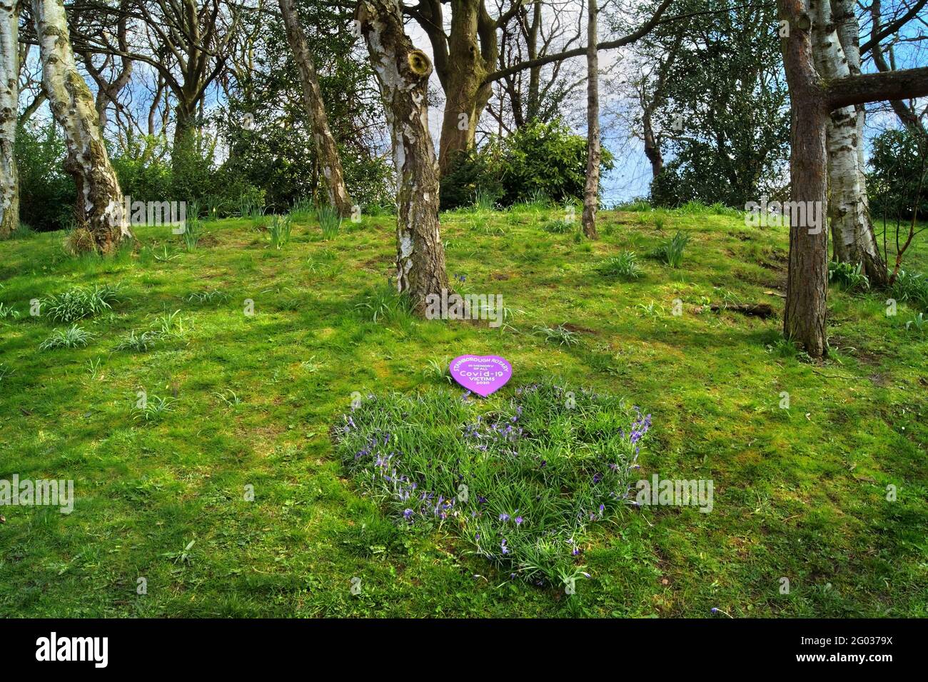 UK, South Yorkshire, Barnsley, Locke Park Covid 19 Crocus Heart Memorial. Stockfoto