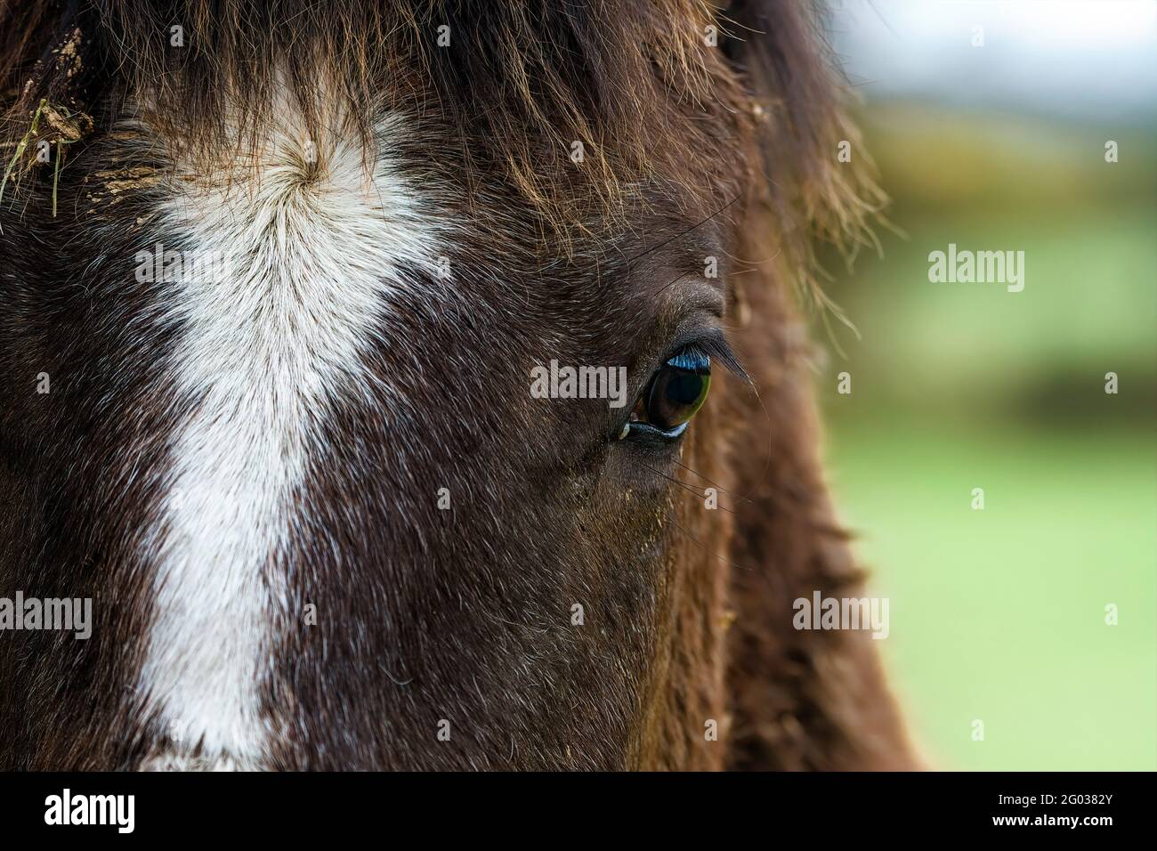 Nahaufnahme des Kastanienauges. Stockfoto