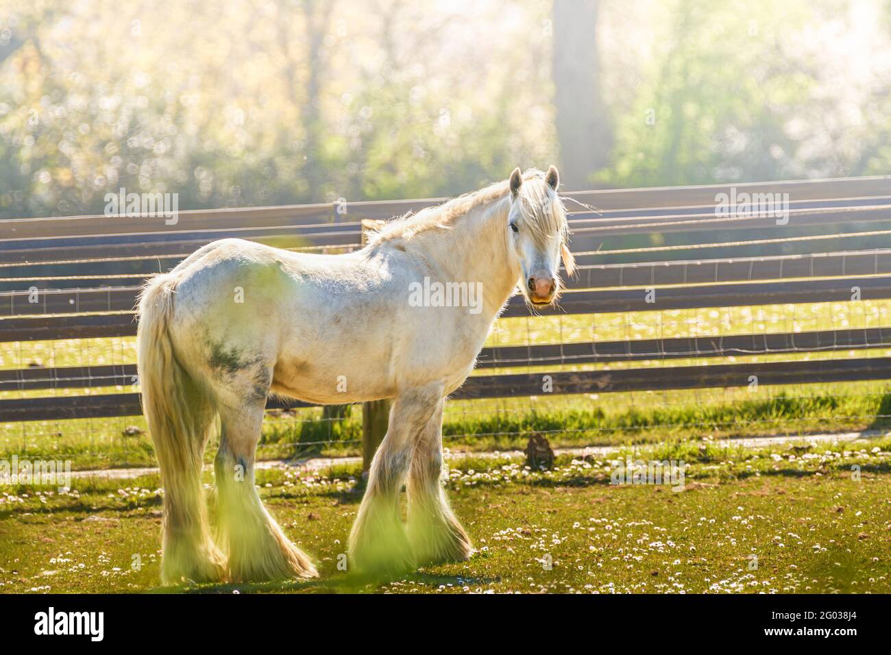 Weiße Schönheit. Weißes Pferd auf der Weide im Frühling. Co. Wexford. Irland. Stockfoto