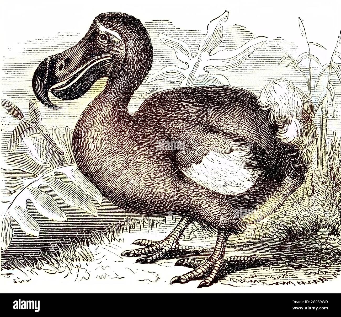 Der Dodo Kapuzentragender Nachtvogel flugunfähig ausgestorben Zötl A3 21 Gerahmt