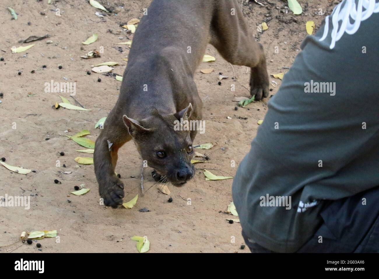 Fossa ist einem Menschen im Kirindy-Wald im Westen Madagaskars zu nahe Stockfoto