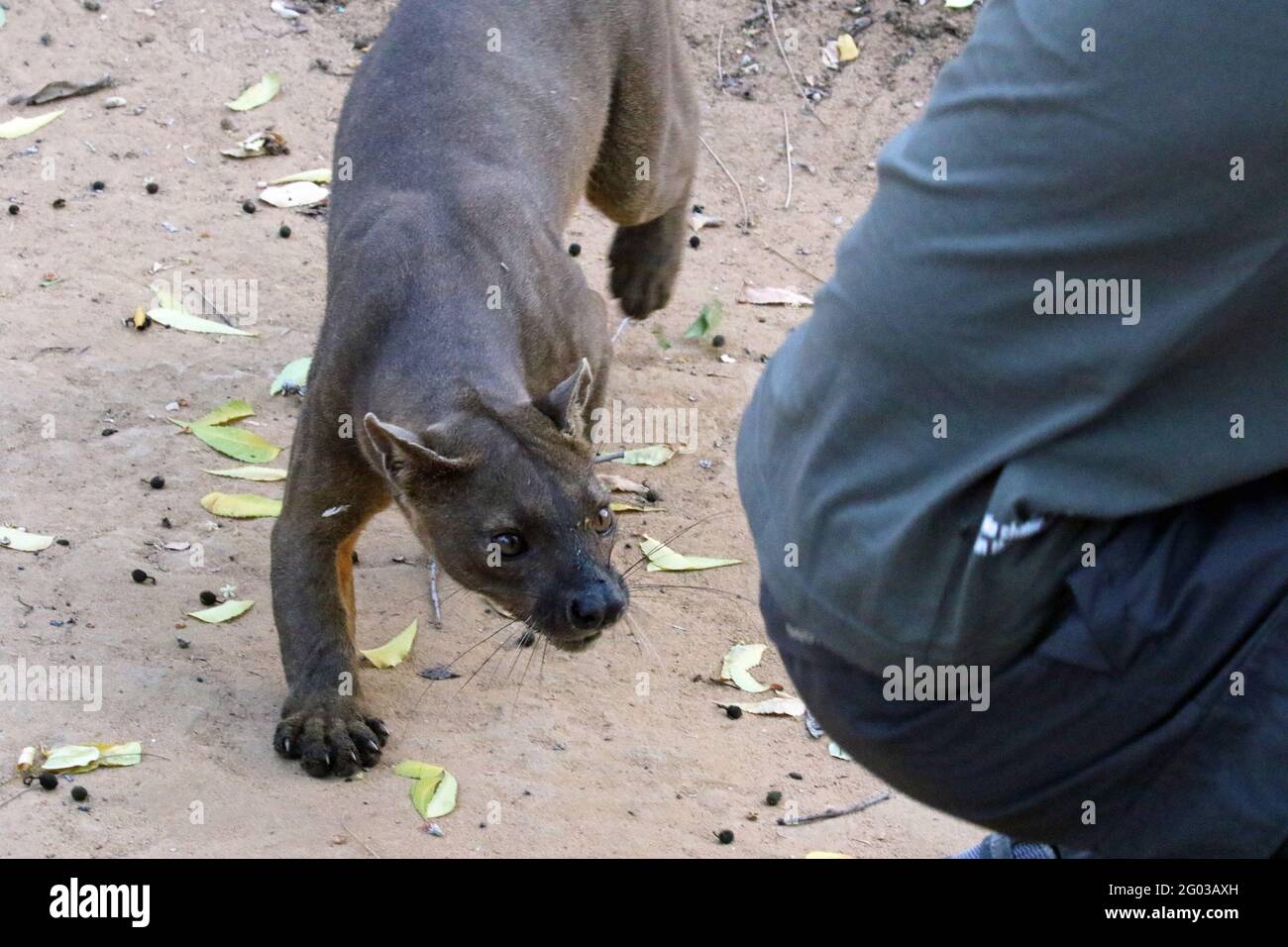 Fossa ist einem Menschen im Kirindy-Wald im Westen Madagaskars zu nahe Stockfoto