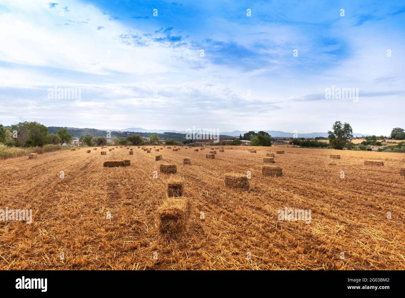 Strohballen auf einem beschnittenen Feld vor blauem Himmel. Landwirtschaftlicher Hintergrund mit leerem Kopierbereich für den Inhalt des Editors. Stockfoto