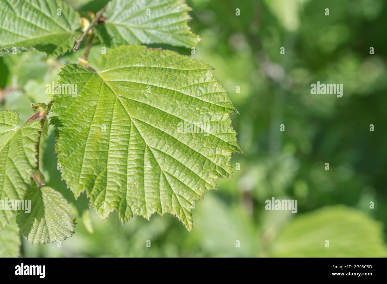 Sonnenlicht auf Haselblättern / Corylus avellana in einem kornischen Heckenhaus. Während die Nüsse als Nahrung gegessen werden, wurde Hasel auch in pflanzlichen Heilmitteln und Heilungen verwendet. Stockfoto