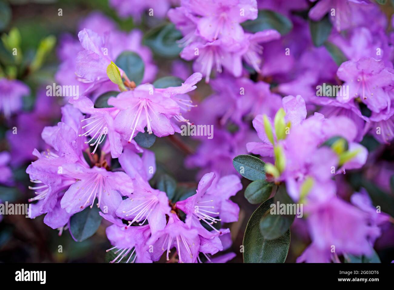 Der immergrüne Rhododendron Hybrid Haaga hat seine leuchtend rosa Blüten vollständig geöffnet. Hintergrundbild Stockfoto