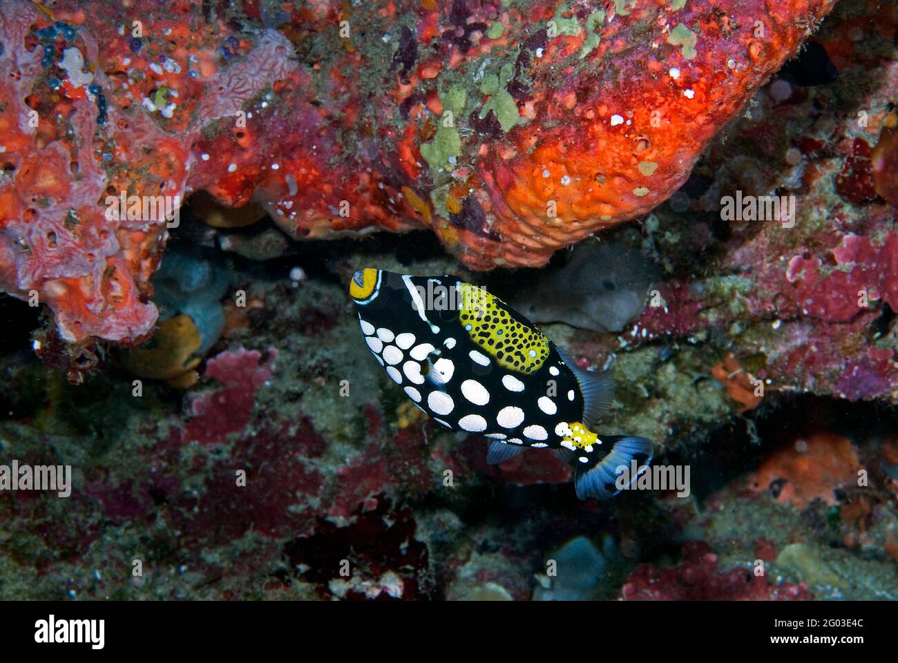 Clown-Drückerfisch (Balistoides auffallend) unter rotem Barrel-Schwamm, Bunaken Marine Park, Sulawesi, Indonesien Stockfoto