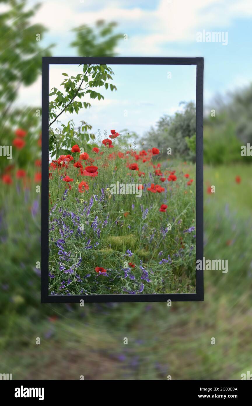 Concept Wood Frame mit transparenten Gläsern auf Spring Field Stockfoto