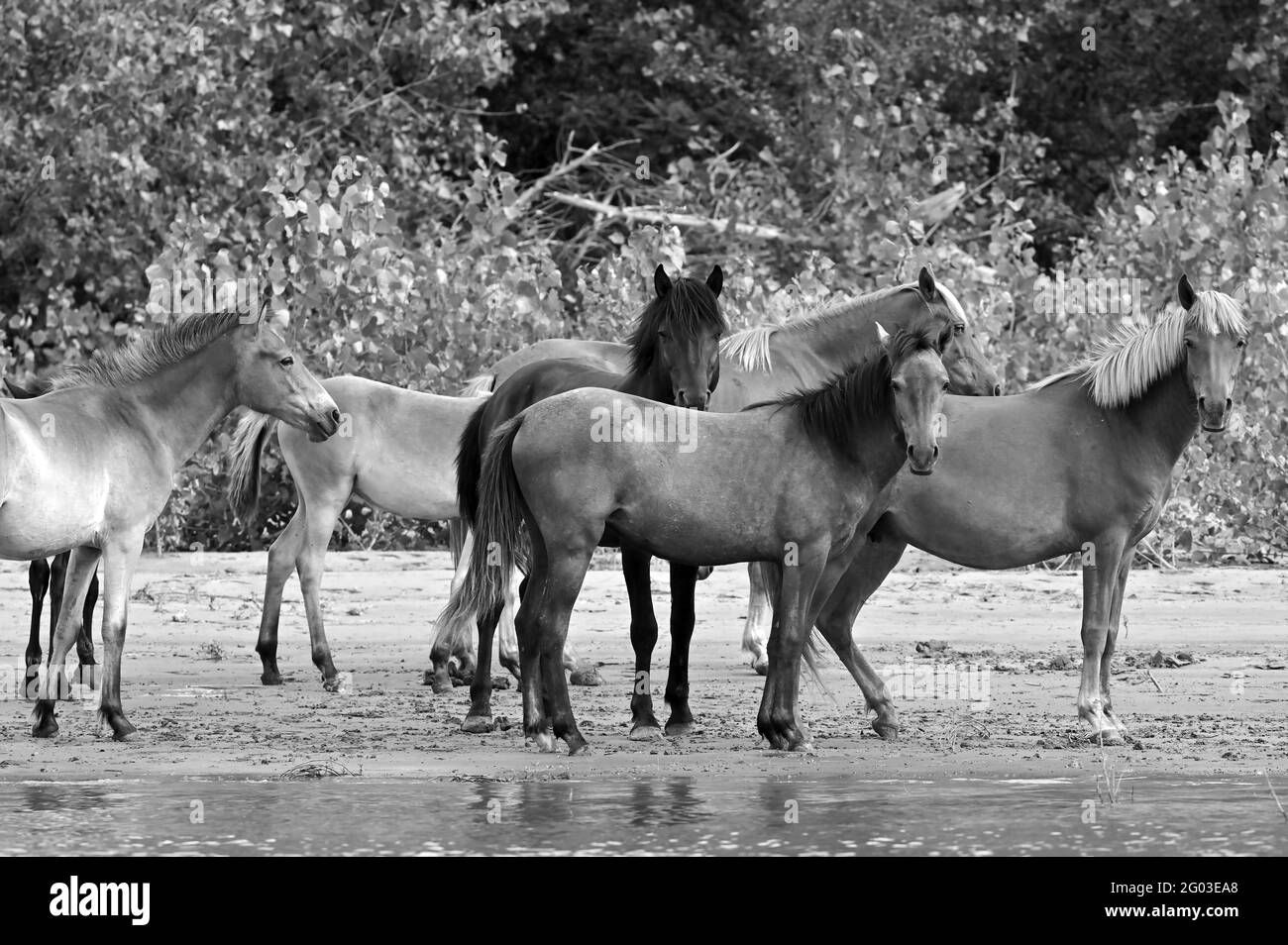 Eine Herde von Wildpferden im Wald bei der Donau, Rumänien Stockfoto
