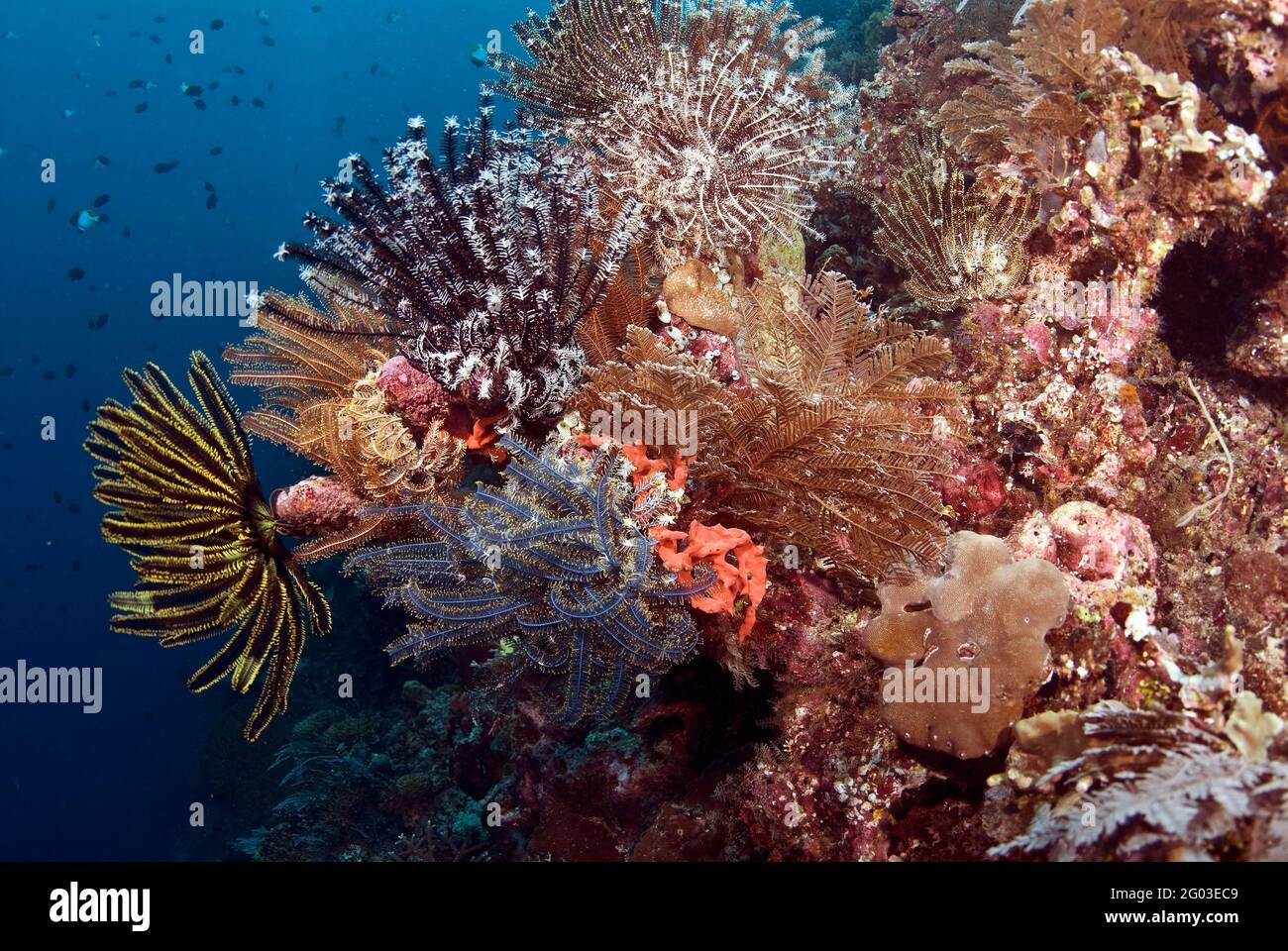 Bunte Seelilien, Bunaken Manado Tua Nationalpark, Sulawesi, Indonesien Stockfoto