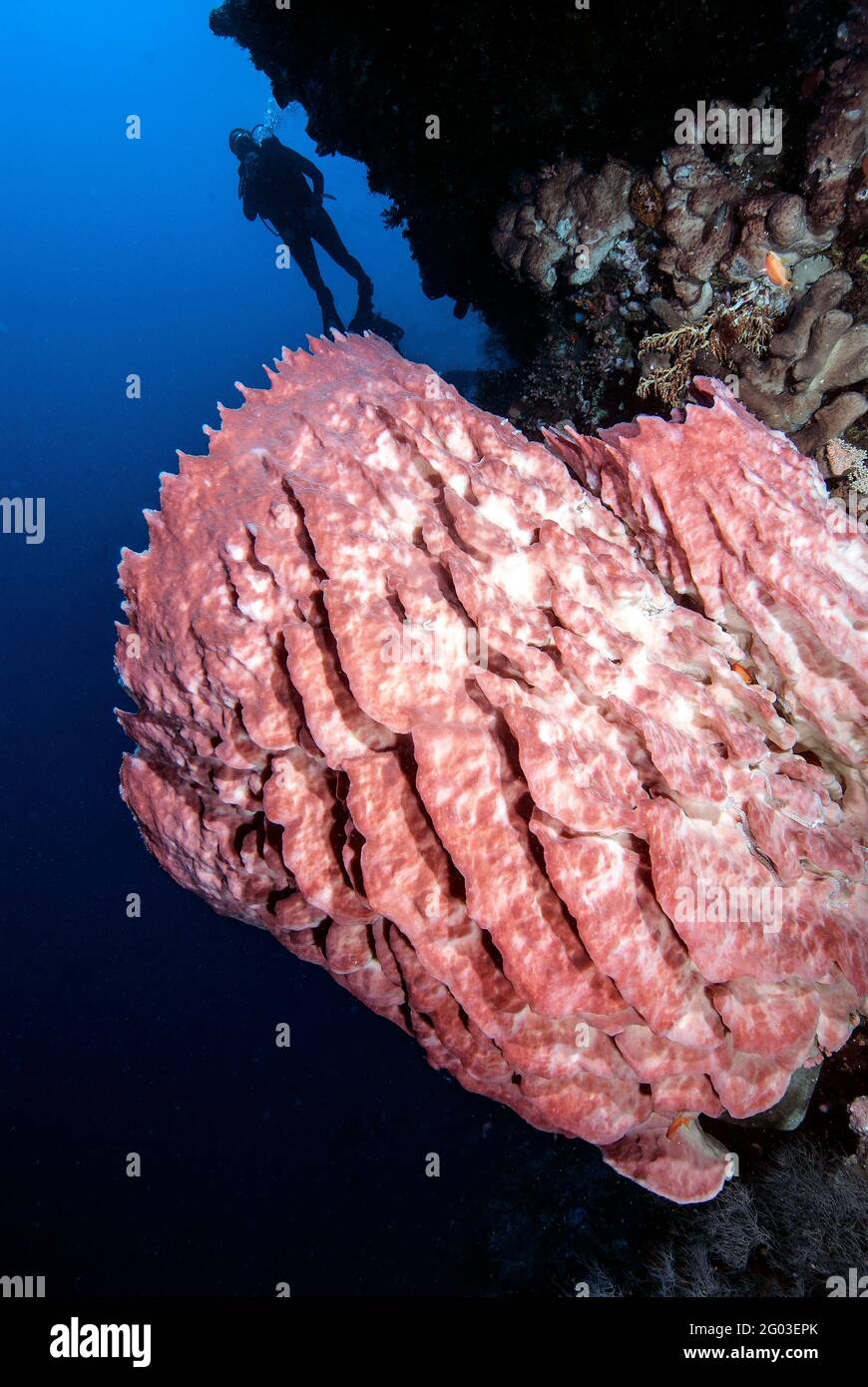 Großer rosafarbener Barrel-Schwamm, Taucher über dem Kopf, Bunaken Manado Tua National Park, Sulawesi, Indonesien Stockfoto