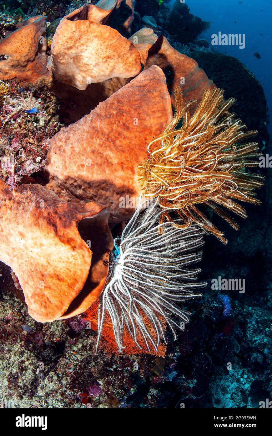 Seelilien auf Vasenschwämmen, Bunaken-Manado-Tua-Nationalpark, Sulawesi, Indonesien Stockfoto