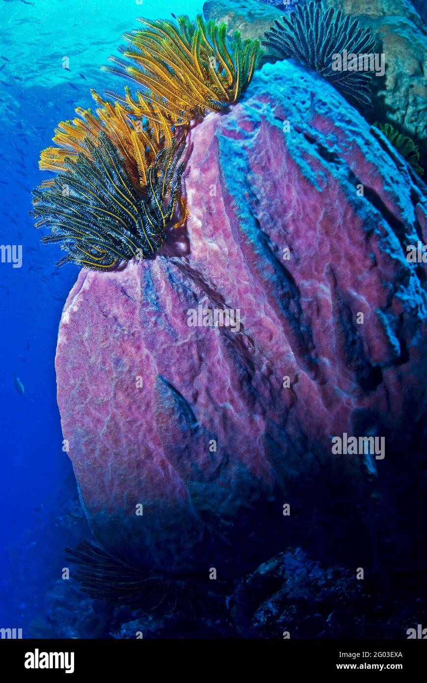 Seelilie auf rosafarbenem Fass-Schwamm, Bunaken Manado Tua National Park, Sulawesi, Indonesien Stockfoto