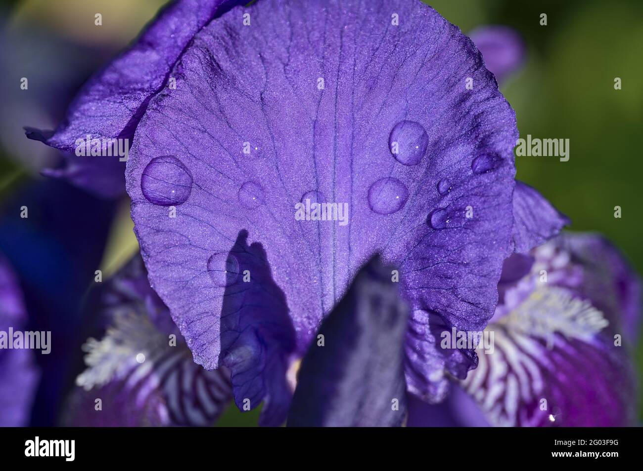 Wunderschöne Makroansicht der blauen Irisblume, superhydrophobe Blütenblätter mit Morgentau und Schatten, Dublin, Irland. Weicher und selektiver Fokus Stockfoto