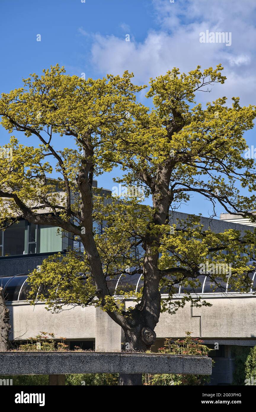 Wunderschöne Frühlingsansicht auf wunderschöne große Eiche (Quercus) Baum mit grünen Blättern gegen den blauen Himmel und moderne Gebäude auf dem Universitätscampus in Dublin Stockfoto