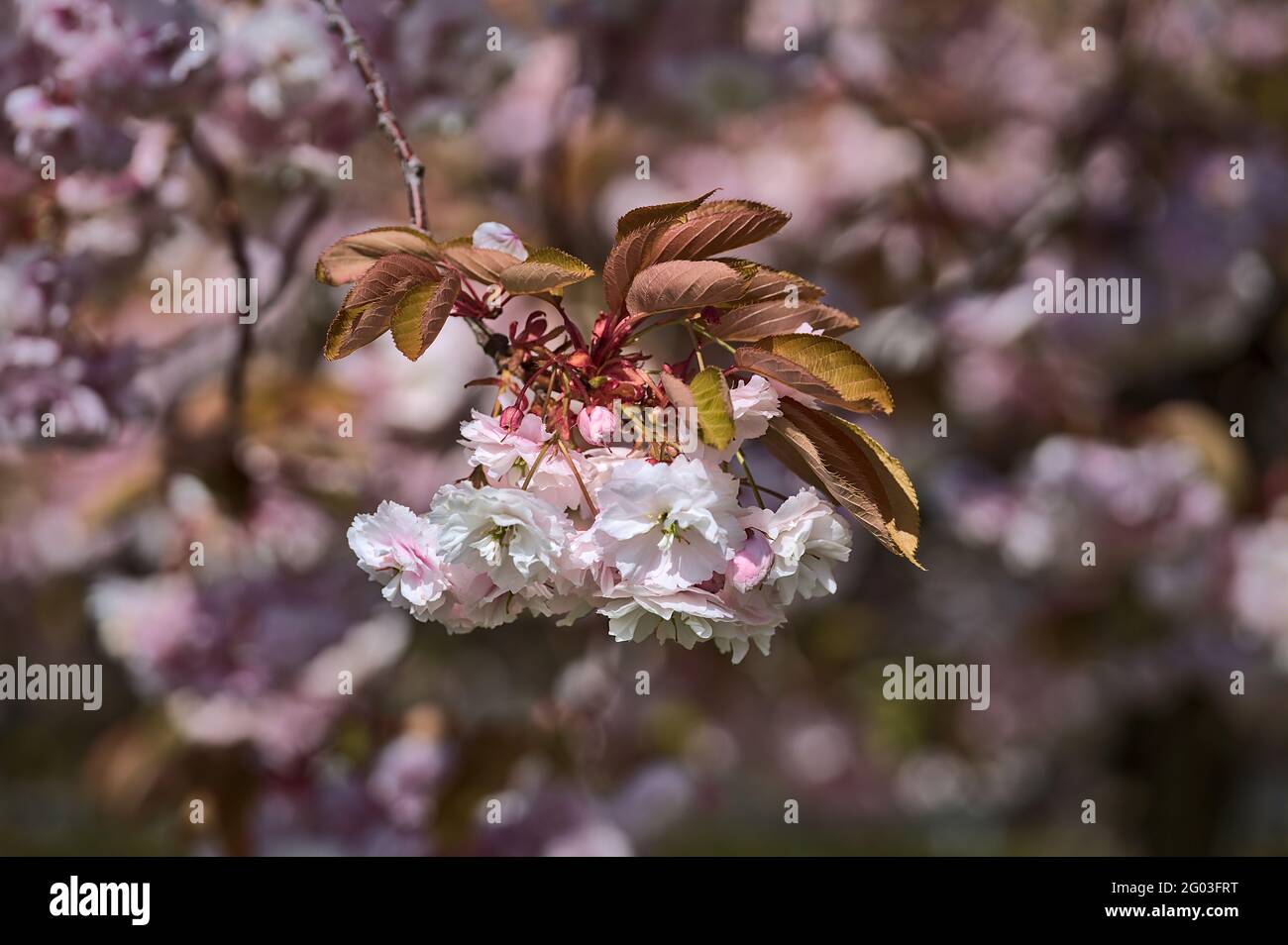 Schöne Nahaufnahme der zarten Frühlingskirsche (Prunus Shogetsu Oku Miyako) blühenden Baumzweig auf dem Universitätscampus, Dublin, Irland Stockfoto