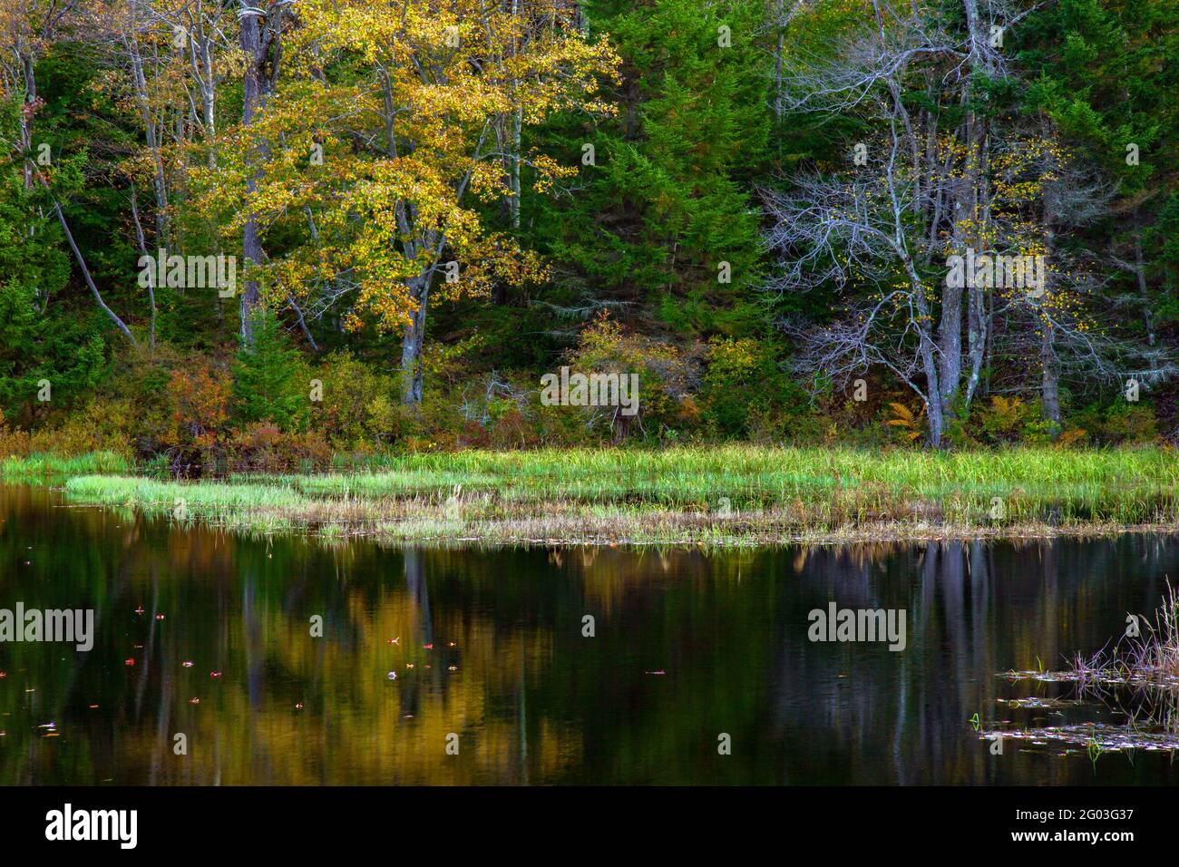 Ein Biberteich-Feuchtgebiet auf dem staatlichen Wildland in den Pocono Mountains von Pennsylvania, Stockfoto