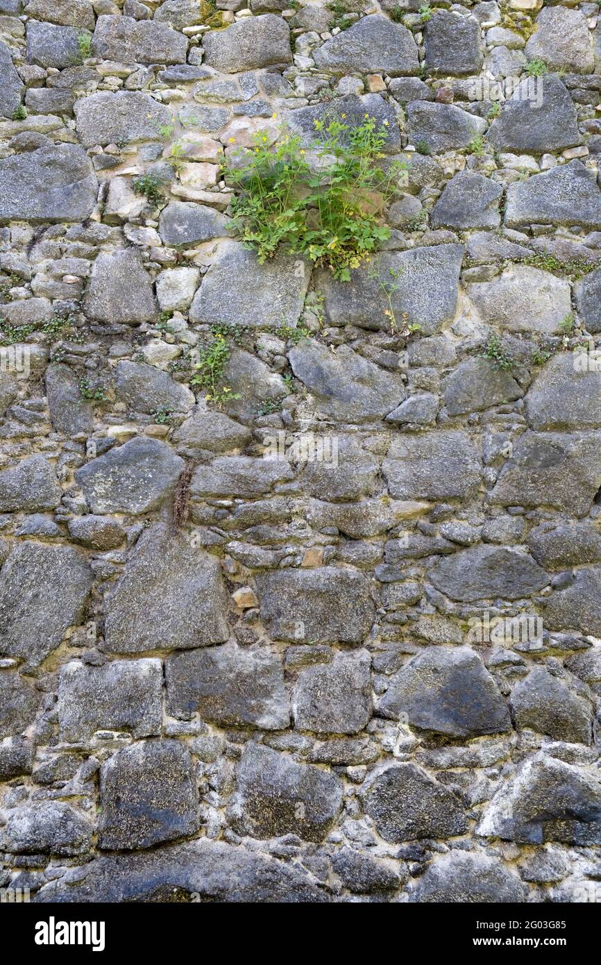 Die Unkrautpflanze wächst in der antiken alten Burgsteinmauer Stockfoto