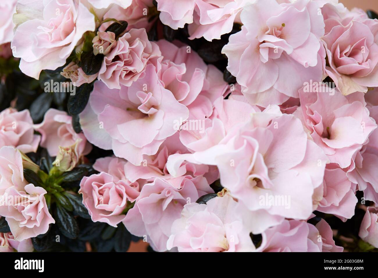 Doppelte rosa Azaleen Blumen und Knospen Textur Hintergrund Stockfoto