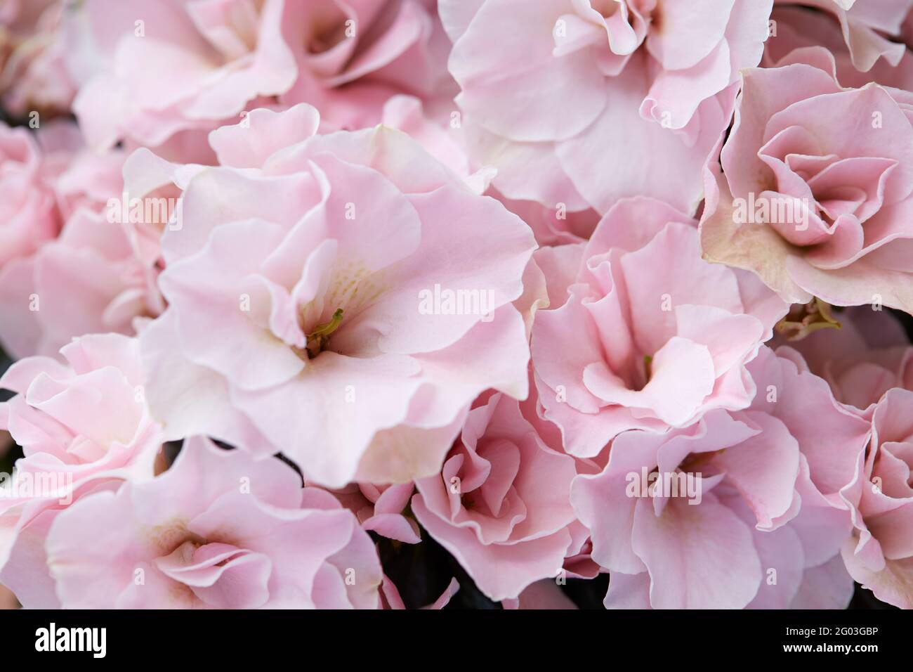 Doppelte, hellrosa Azaleen Blumen Makro Textur Hintergrund Stockfoto