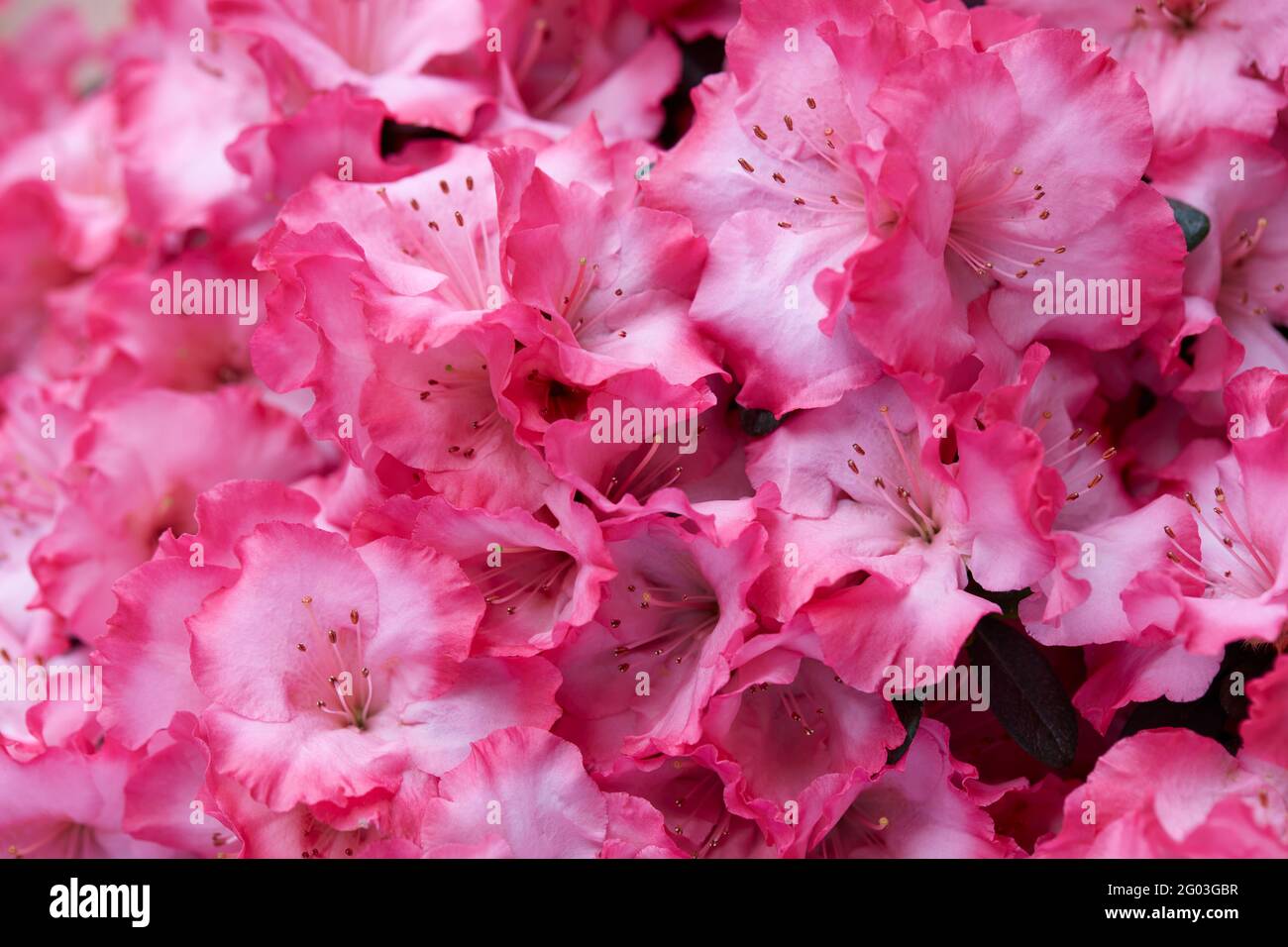 Rosa Azaleen Blumen Textur Hintergrund Stockfoto