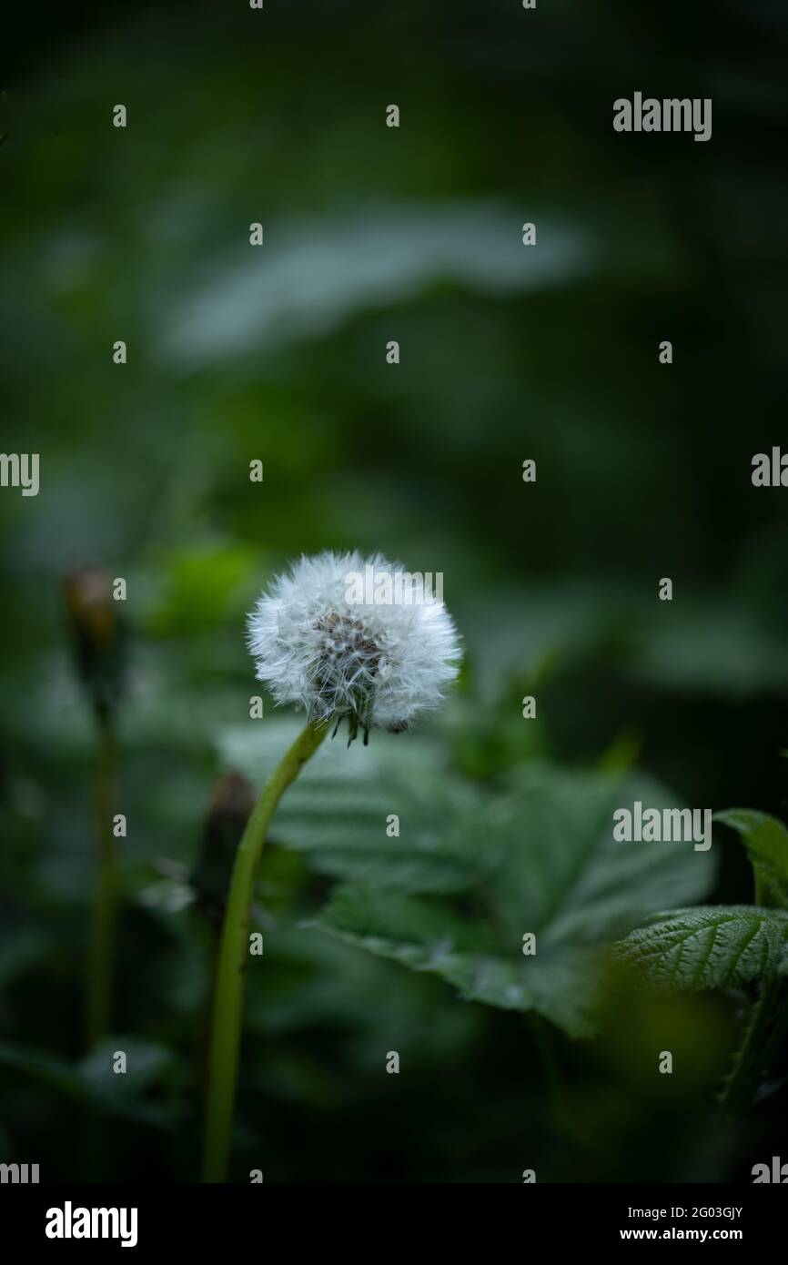 Ein Dandelionkopf, ging zum Samen, unter anderem, die ihre Samen im Wind verloren haben. Stockfoto