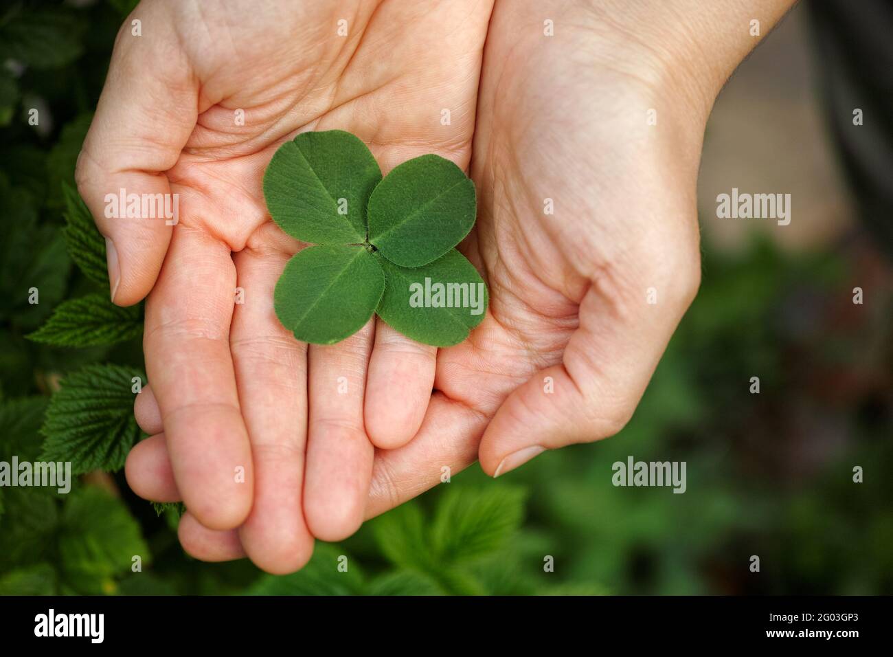 Eine Frau, die ein vierblättriger Kleeblatt in ihren Handflächen hält. Nahaufnahme. Stockfoto