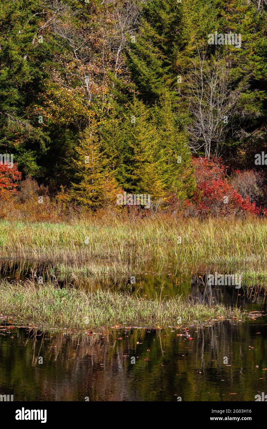 Ein Biberteich-Feuchtgebiet auf dem staatlichen Wildland in den Pocono Mountains von Pennsylvania, Stockfoto