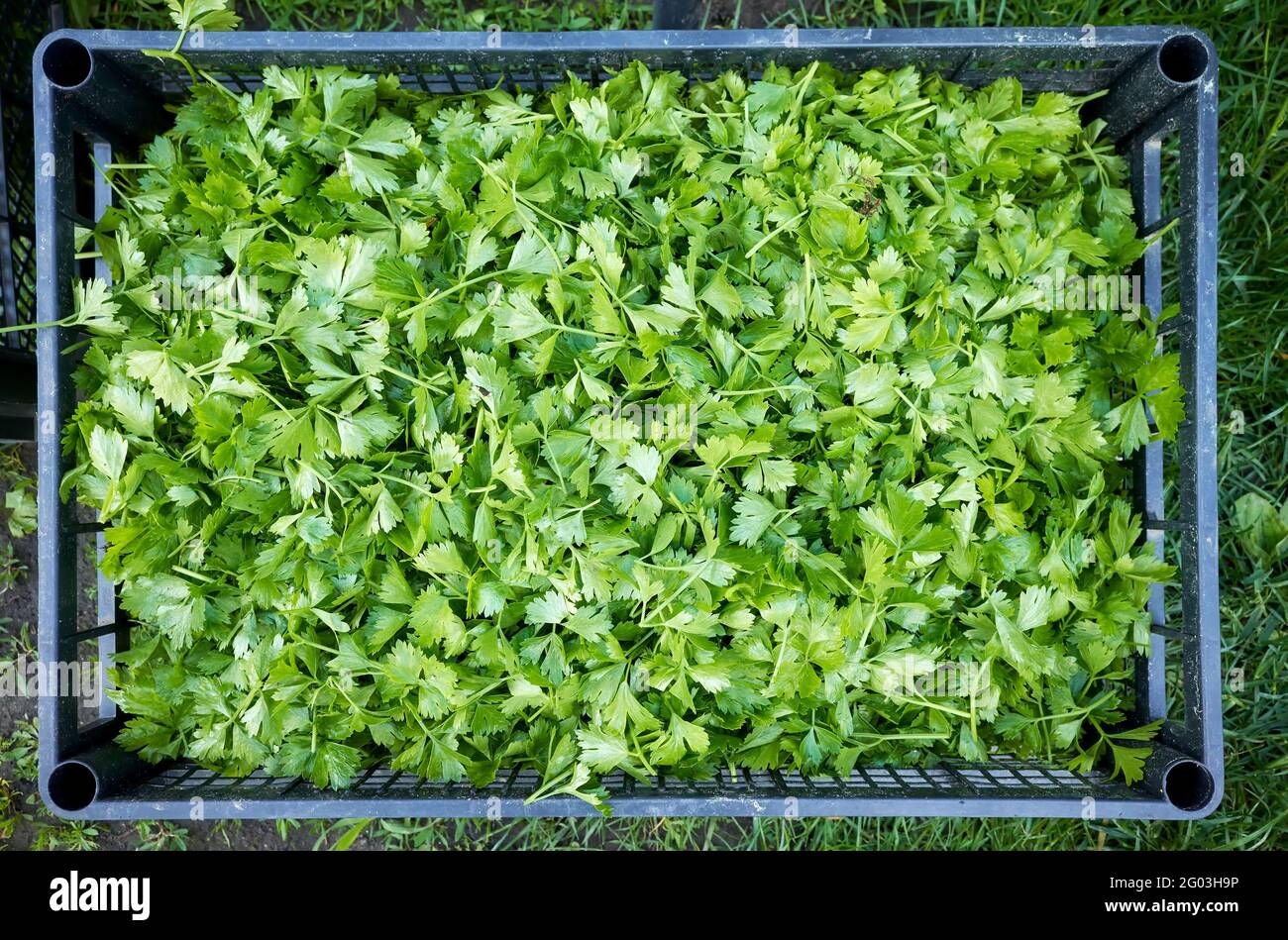 Selleriesämlinge schneiden Blätter in einem Kunststoffbehälter. Stockfoto