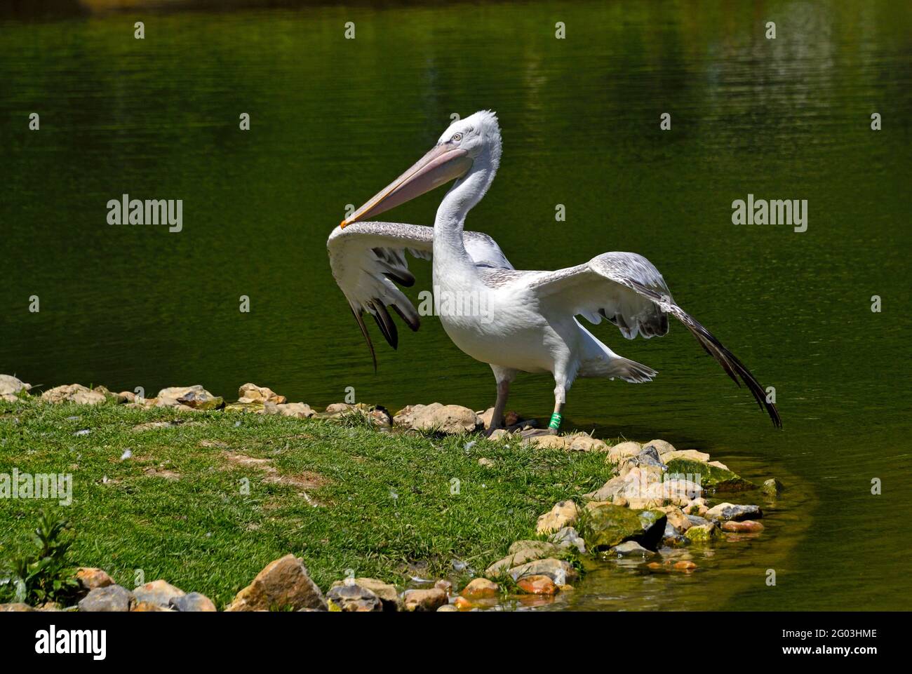Ein dalmatinischer Pelikan (Pelicanus crispus) Stading mit seinen Flügeln an einem See im Süden ausgestreckt England Stockfoto