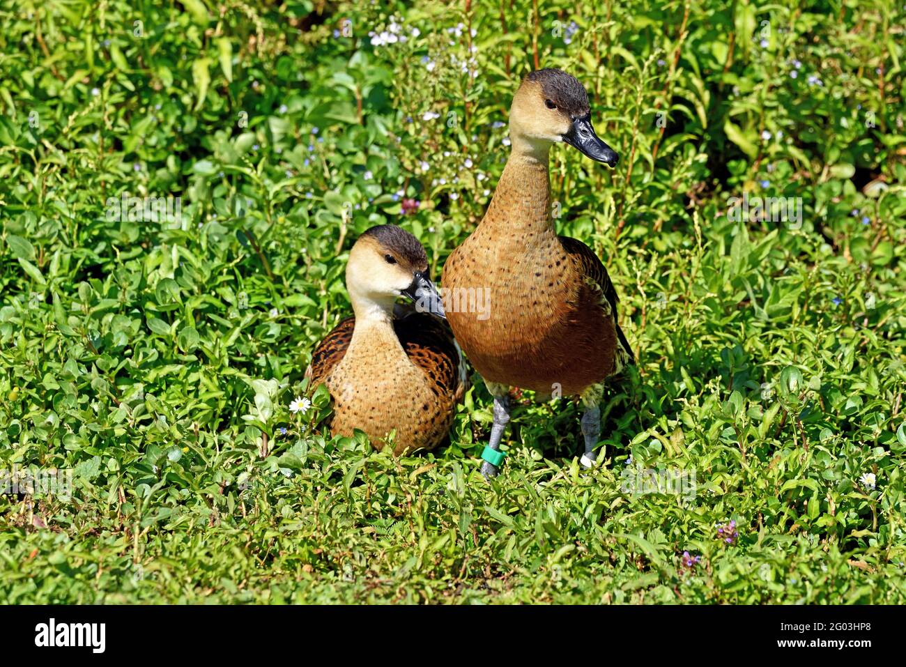 Ein Paar wandernde pfeifende Enten (Dendrocygna arcuata) Neben einem kleinen See in einem Feuchtgebiet Park im Süden England Stockfoto