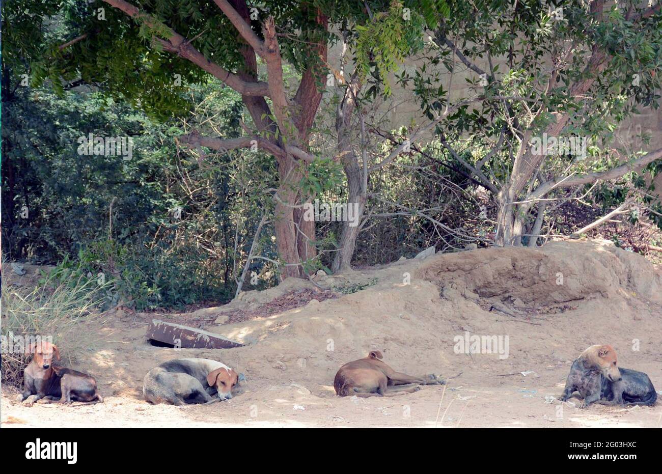 Straßenhunde sitzen am Montag, den 31. Mai 2021, an einem heißen Sommertag an einem Straßenrand im Gebiet Korangi von Karachi unter dem Schatten von Bäumen. Stockfoto